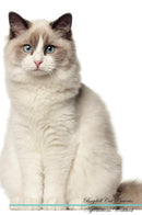 Ragdoll Cat Affirmations Workbook Ragdoll Cat Presents: Positive and Loving Affirmations Workbook. Includes: Mentoring Questions, Guidance, Supporting You.