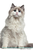 Ragdoll Cat Affirmations Workbook Ragdoll Cat Presents: Positive and Loving Affirmations Workbook. Includes: Mentoring Questions, Guidance, Supporting You.