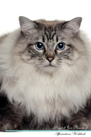 Ragdoll Cat Affirmations Workbook Ragdoll Cat Presents: Positive and Loving Affirmations Workbook. Includes: Mentoring Questions, Guidance, Supporting You.