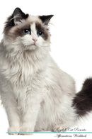 Ragdoll Cat Affirmations Workbook Ragdoll Cat Presents: Positive and Loving Affirmations Workbook. Includes: Mentoring Questions, Guidance, Supporting You.