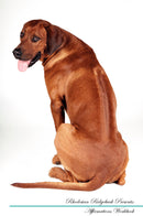 Rhodesian Ridgeback Affirmations Workbook Rhodesian Ridgeback Presents: Positive and Loving Affirmations Workbook. Includes: Mentoring Questions, Guidance, Supporting You.