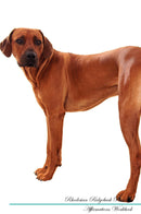Rhodesian Ridgeback Affirmations Workbook Rhodesian Ridgeback Presents: Positive and Loving Affirmations Workbook. Includes: Mentoring Questions, Guidance, Supporting You.