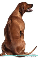 Rhodesian Ridgeback Affirmations Workbook Rhodesian Ridgeback Presents: Positive and Loving Affirmations Workbook. Includes: Mentoring Questions, Guidance, Supporting You.