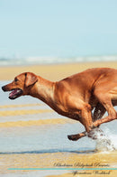 Rhodesian Ridgeback Affirmations Workbook Rhodesian Ridgeback Presents: Positive and Loving Affirmations Workbook. Includes: Mentoring Questions, Guidance, Supporting You.