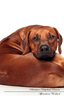 Rhodesian Ridgeback Affirmations Workbook Rhodesian Ridgeback Presents: Positive and Loving Affirmations Workbook. Includes: Mentoring Questions, Guidance, Supporting You.