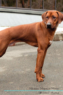 Rhodesian Ridgeback Affirmations Workbook Rhodesian Ridgeback Presents: Positive and Loving Affirmations Workbook. Includes: Mentoring Questions, Guidance, Supporting You.