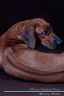 Rhodesian Ridgeback Affirmations Workbook Rhodesian Ridgeback Presents: Positive and Loving Affirmations Workbook. Includes: Mentoring Questions, Guidance, Supporting You.