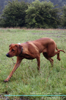 Rhodesian Ridgeback Affirmations Workbook Rhodesian Ridgeback Presents: Positive and Loving Affirmations Workbook. Includes: Mentoring Questions, Guidance, Supporting You.
