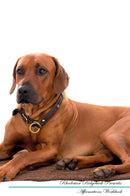 Rhodesian Ridgeback Affirmations Workbook Rhodesian Ridgeback Presents: Positive and Loving Affirmations Workbook. Includes: Mentoring Questions, Guidance, Supporting You.