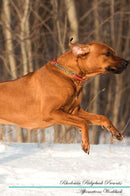 Rhodesian Ridgeback Affirmations Workbook Rhodesian Ridgeback Presents: Positive and Loving Affirmations Workbook. Includes: Mentoring Questions, Guidance, Supporting You.