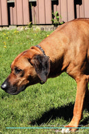 Rhodesian Ridgeback Affirmations Workbook Rhodesian Ridgeback Presents: Positive and Loving Affirmations Workbook. Includes: Mentoring Questions, Guidance, Supporting You.