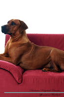 Rhodesian Ridgeback Affirmations Workbook Rhodesian Ridgeback Presents: Positive and Loving Affirmations Workbook. Includes: Mentoring Questions, Guidance, Supporting You.