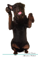 Rottweiler Affirmations Workbook Rottweiler Presents: Positive and Loving Affirmations Workbook. Includes: Mentoring Questions, Guidance, Supporting You.