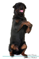Rottweiler Affirmations Workbook Rottweiler Presents: Positive and Loving Affirmations Workbook. Includes: Mentoring Questions, Guidance, Supporting You.