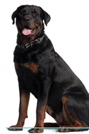 Rottweiler Affirmations Workbook Rottweiler Presents: Positive and Loving Affirmations Workbook. Includes: Mentoring Questions, Guidance, Supporting You.