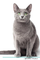 Russian Blue Cat Affirmations Workbook Russian Blue Cat Presents: Positive and Loving Affirmations Workbook. Includes: Mentoring Questions, Guidance, Supporting You.