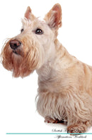 Scottish Terrier Affirmations Workbook Scottish Terrier Presents: Positive and Loving Affirmations Workbook. Includes: Mentoring Questions, Guidance, Supporting You.