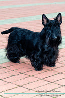 Scottish Terrier Affirmations Workbook Scottish Terrier Presents: Positive and Loving Affirmations Workbook. Includes: Mentoring Questions, Guidance, Supporting You.
