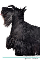 Scottish Terrier Affirmations Workbook Scottish Terrier Presents: Positive and Loving Affirmations Workbook. Includes: Mentoring Questions, Guidance, Supporting You.