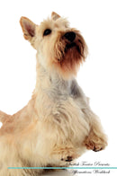 Scottish Terrier Affirmations Workbook Scottish Terrier Presents: Positive and Loving Affirmations Workbook. Includes: Mentoring Questions, Guidance, Supporting You.