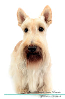 Scottish Terrier Affirmations Workbook Scottish Terrier Presents: Positive and Loving Affirmations Workbook. Includes: Mentoring Questions, Guidance, Supporting You.
