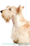 Scottish Terrier Affirmations Workbook Scottish Terrier Presents: Positive and Loving Affirmations Workbook. Includes: Mentoring Questions, Guidance, Supporting You.