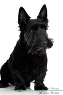 Scottish Terrier Affirmations Workbook Scottish Terrier Presents: Positive and Loving Affirmations Workbook. Includes: Mentoring Questions, Guidance, Supporting You.