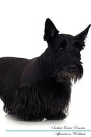 Scottish Terrier Affirmations Workbook Scottish Terrier Presents: Positive and Loving Affirmations Workbook. Includes: Mentoring Questions, Guidance, Supporting You.