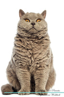 Selkirk Rex Affirmations Workbook Selkirk Rex Presents: Positive and Loving Affirmations Workbook. Includes: Mentoring Questions, Guidance, Supporting You.