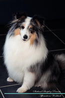 Shetland Sheepdog Affirmations Workbook Shetland Sheepdog Presents: Positive and Loving Affirmations Workbook. Includes: Mentoring Questions, Guidance, Supporting You.
