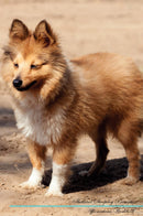 Shetland Sheepdog Affirmations Workbook Shetland Sheepdog Presents: Positive and Loving Affirmations Workbook. Includes: Mentoring Questions, Guidance, Supporting You.