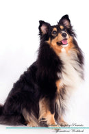 Shetland Sheepdog Affirmations Workbook Shetland Sheepdog Presents: Positive and Loving Affirmations Workbook. Includes: Mentoring Questions, Guidance, Supporting You.