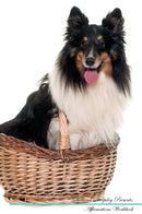 Shetland Sheepdog Affirmations Workbook Shetland Sheepdog Presents: Positive and Loving Affirmations Workbook. Includes: Mentoring Questions, Guidance, Supporting You.