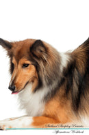 Shetland Sheepdog Affirmations Workbook Shetland Sheepdog Presents: Positive and Loving Affirmations Workbook. Includes: Mentoring Questions, Guidance, Supporting You.