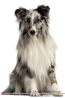 Shetland Sheepdog Affirmations Workbook Shetland Sheepdog Presents: Positive and Loving Affirmations Workbook. Includes: Mentoring Questions, Guidance, Supporting You.