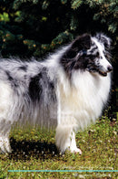 Shetland Sheepdog Affirmations Workbook Shetland Sheepdog Presents: Positive and Loving Affirmations Workbook. Includes: Mentoring Questions, Guidance, Supporting You.