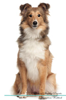 Shetland Sheepdog Affirmations Workbook Shetland Sheepdog Presents: Positive and Loving Affirmations Workbook. Includes: Mentoring Questions, Guidance, Supporting You.