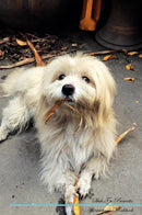 Shih Tzu Affirmations Workbook Shih Tzu Presents: Positive and Loving Affirmations Workbook. Includes: Mentoring Questions, Guidance, Supporting You.