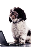 Shih Tzu Affirmations Workbook Shih Tzu Presents: Positive and Loving Affirmations Workbook. Includes: Mentoring Questions, Guidance, Supporting You.