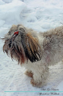 Shih Tzu Affirmations Workbook Shih Tzu Presents: Positive and Loving Affirmations Workbook. Includes: Mentoring Questions, Guidance, Supporting You.