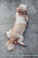 Shih Tzu Affirmations Workbook Shih Tzu Presents: Positive and Loving Affirmations Workbook. Includes: Mentoring Questions, Guidance, Supporting You.