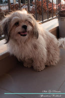 Shih Tzu Affirmations Workbook Shih Tzu Presents: Positive and Loving Affirmations Workbook. Includes: Mentoring Questions, Guidance, Supporting You.