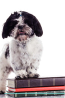 Shih Tzu Affirmations Workbook Shih Tzu Presents: Positive and Loving Affirmations Workbook. Includes: Mentoring Questions, Guidance, Supporting You.