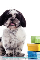 Shih Tzu Affirmations Workbook Shih Tzu Presents: Positive and Loving Affirmations Workbook. Includes: Mentoring Questions, Guidance, Supporting You.