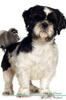 Shih Tzu Affirmations Workbook Shih Tzu Presents: Positive and Loving Affirmations Workbook. Includes: Mentoring Questions, Guidance, Supporting You.