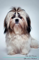 Shih Tzu Affirmations Workbook Shih Tzu Presents: Positive and Loving Affirmations Workbook. Includes: Mentoring Questions, Guidance, Supporting You.