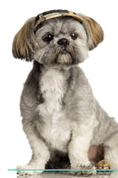 Shih Tzu Affirmations Workbook Shih Tzu Presents: Positive and Loving Affirmations Workbook. Includes: Mentoring Questions, Guidance, Supporting You.