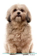 Shih Tzu Affirmations Workbook Shih Tzu Presents: Positive and Loving Affirmations Workbook. Includes: Mentoring Questions, Guidance, Supporting You.