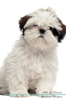 Shih Tzu Affirmations Workbook Shih Tzu Presents: Positive and Loving Affirmations Workbook. Includes: Mentoring Questions, Guidance, Supporting You.