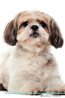 Shih Tzu Affirmations Workbook Shih Tzu Presents: Positive and Loving Affirmations Workbook. Includes: Mentoring Questions, Guidance, Supporting You.